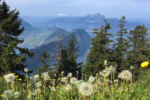 WanderWunder Schwyz: Rigi Hinter Dosse