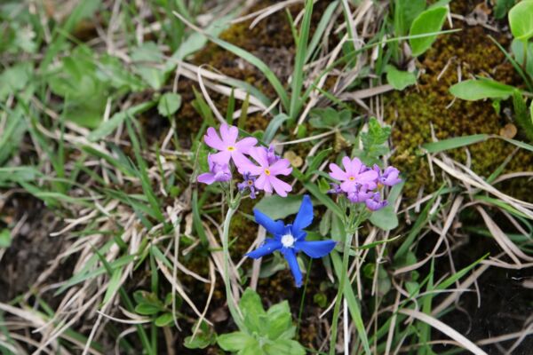 WanderWunder Schwyz: Ibergeregg - Ober Altberg