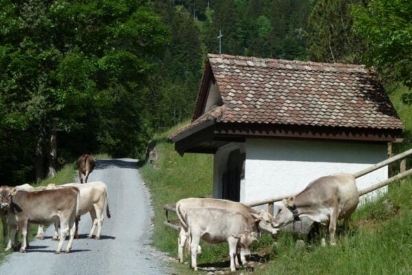Schwyzer Höhenweg, 2. Etappe Rigi - Goldau