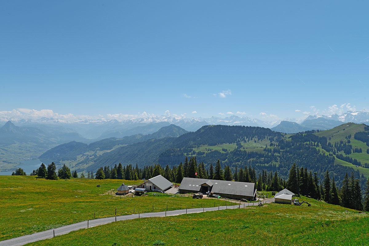 Chäserenholz