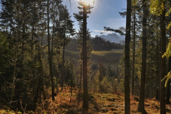 Alter Schwyzerweg